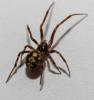 Steatoda triangulosa